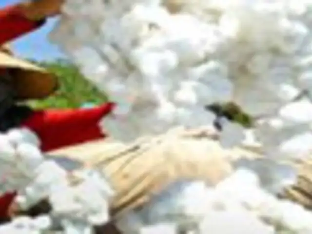 Gobierno declaran de interés nacional el algodón del Perú