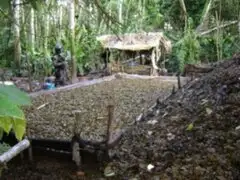 Destruyen cuatro laboratorios de droga en la región Huanuco
