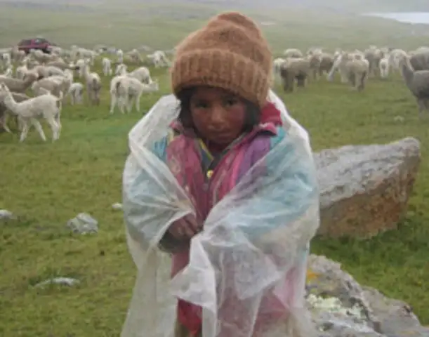 Intenso frío matan a decenas de alpacas en Huancavelica y Puno