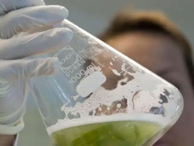 Investigadores universitarios tratan de explicar como surgió el brote de E. coli en Europa