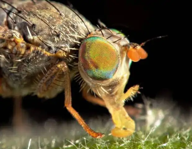 Descubren interruptores de sueño en el cerebro de las moscas