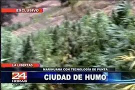 Encuentran 86 hectáreas de marihuana en La Libertad