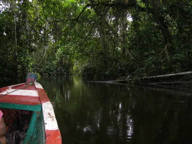 Piden al Ejecutivo explicar implementación de la Ley Forestal