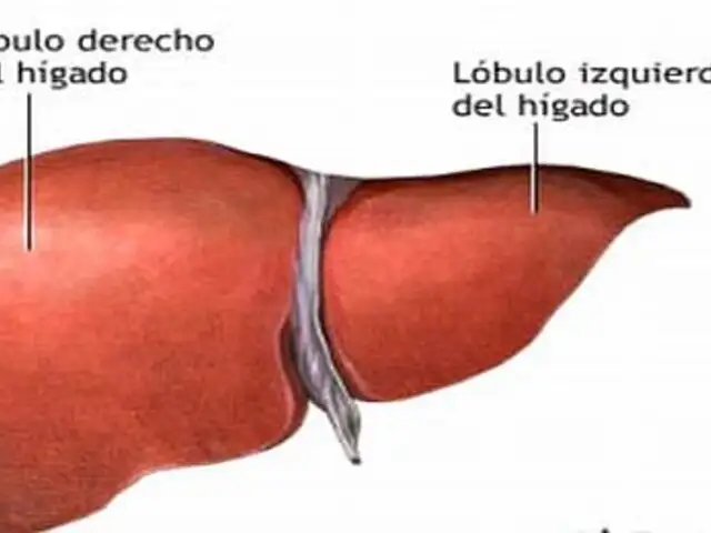 Especialistas identifican gen que promueve crecimiento cáncer de hígado