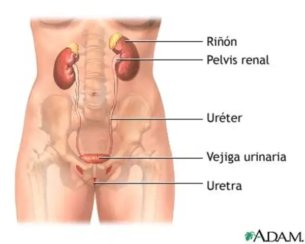 Antibióticos son más efectivos para combatir las infecciones urinarias en Holanda