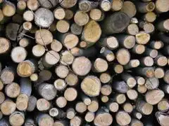 Aumenta el uso de madera para producir energía, según la ONU
