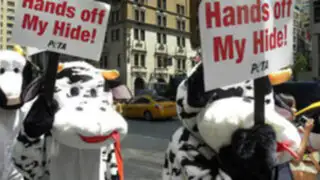 En Nueva York  “vacas” protesta por el uso de su cuero en el calzado 