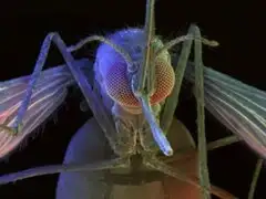 Esterilizar a los mosquitos evita la propalación de la malaria
