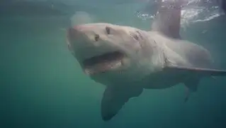 Hombre fallece tras ser atacado por un tiburón en las islas de Seychelles 