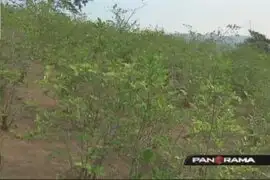 Se reinicia erradicación del cultivo ilegal de la hoja de coca en Tingo María