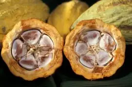 Agricultores de la región Piura disponen 251 hectáreas para la siembra de cacao