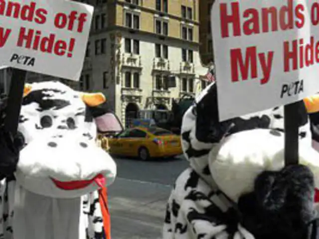 En Nueva York  “vacas” protesta por el uso de su cuero en el calzado 