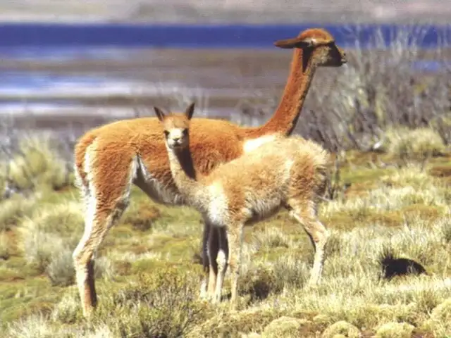 Puno promueve conservación de vicuñas con ritual del Chaccu