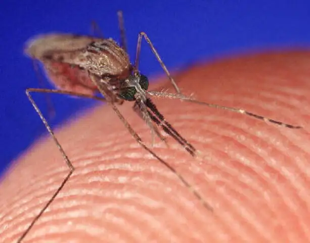 Mosquito transmisor de la malaria estaría desapareciendo de países africanos