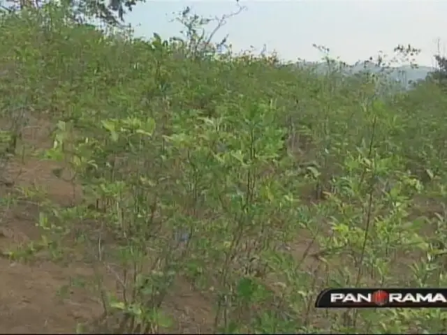 Se reinicia erradicación del cultivo ilegal de la hoja de coca en Tingo María