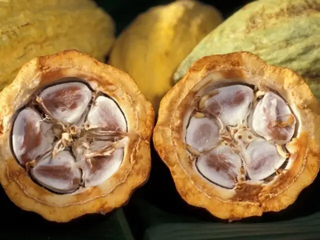 Agricultores de la región Piura disponen 251 hectáreas para la siembra de cacao