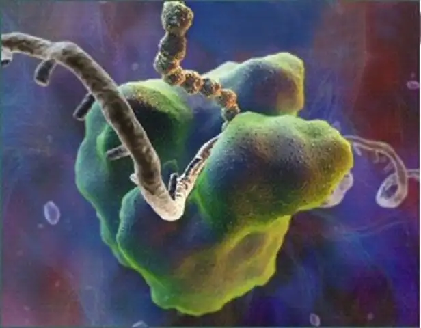 Observan nuevas funciones del ribosoma