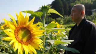 Japón: siembran girasoles para combatir la radiactividad en Fukushima