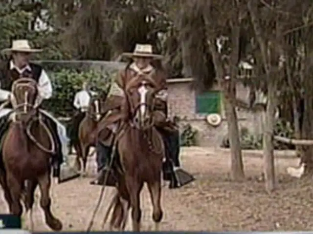 El suave andar del caballo de paso peruano