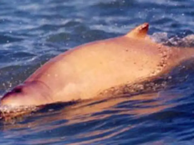 En Australia aseguran haber descubierto una nueva especie de delfines