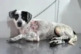 Perro callejero salvó a una niña brasileña de ser atacada por un pitbull