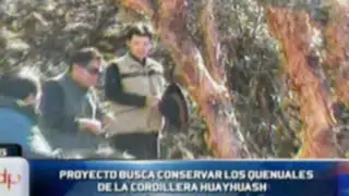 Novedoso proyecto busca conservar los quenuales en la Cordillera Huayhuash