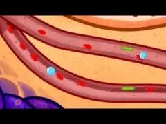 Gen AKT2 ocasiona la hipoglucemia