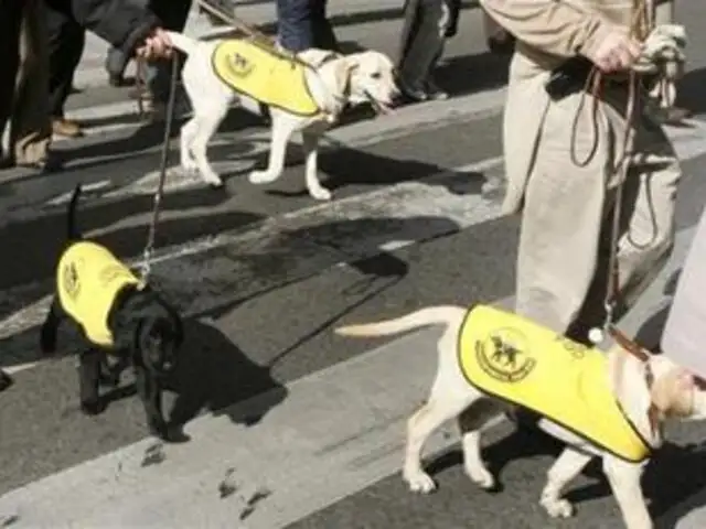 Defienden el derecho de invidentes a ser acompañados por sus perros guía