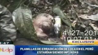 Informes oficiales sobre erradicación de la hoja de coca estarían siendo inflados
