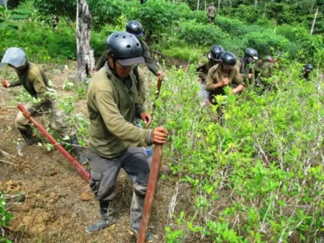 Por quinto año consecutivo crece cultivo ilegal de hoja coca en el Perú