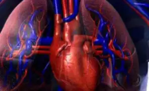 Células madre del corazón puedan dar origen a los músculos y huesos  