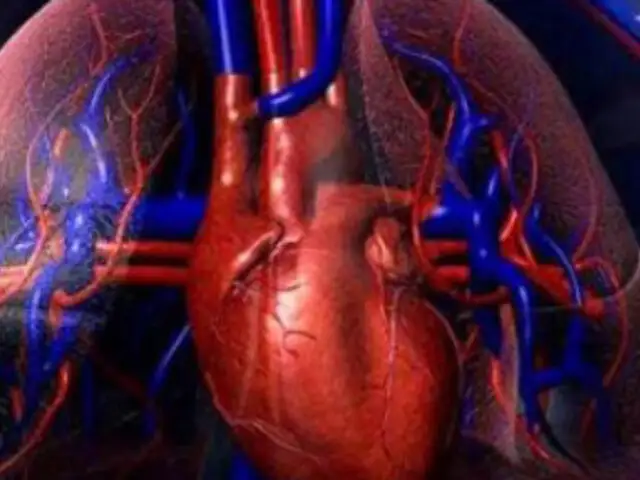 Células madre del corazón puedan dar origen a los músculos y huesos