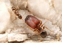 Científicos mutan hormigas en gigantes insectos con enormes cabezas y mandíbulas