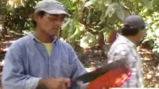 El Cacao más fino y aromático del mundo llega desde el Bolsón de Cuchara 