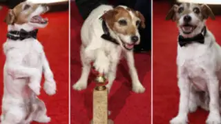 EEUU: perro actor ganó el codiciado premio Globo de Oro