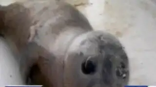 Holanda: rescatan a focas bebés después de tormenta