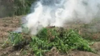 Huaura: Policía incinera más de tres mil plantones de marihuana