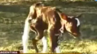 Autos que se conducen solos y una ternera con cinco patas sorprenden al mundo