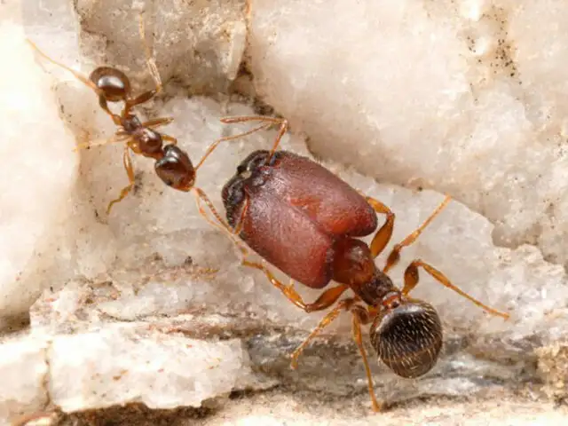 Científicos mutan hormigas en gigantes insectos con enormes cabezas y mandíbulas