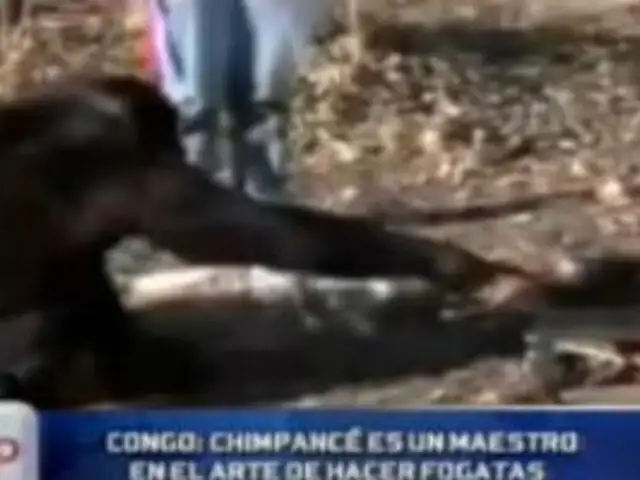 Chimpancé sorprende por su arte de hacer fogatas para freír sus alimentos