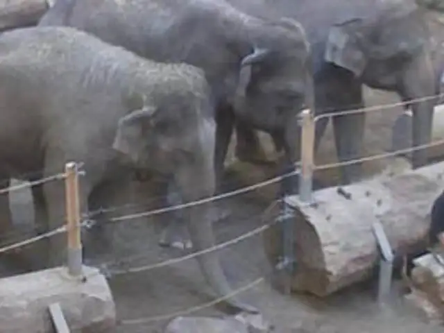 Alemania: una manada de elefantes se despide de una cría fallecida 