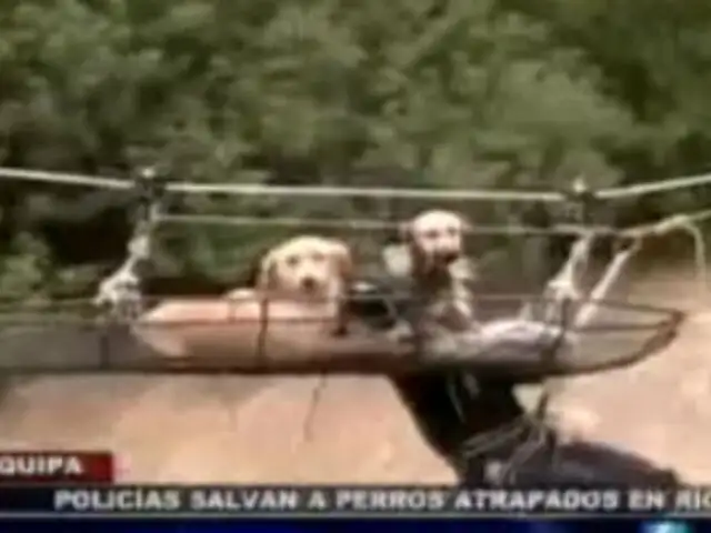 Arequipa: policías arriesgan sus vidas para rescatar a perros atrapados en río