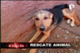 Rescate animal: Ángeles de esperanza “solo para mascotas” 