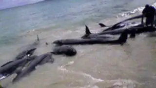 Aparecen más de 300 delfines muertos en playas de Lambayeque