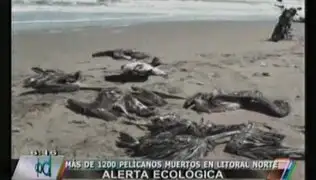 Encuentran más de 1.200 pelícanos muertos en playas del litoral norte