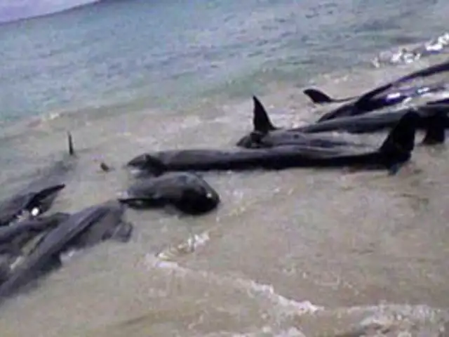 Aparecen más de 300 delfines muertos en playas de Lambayeque
