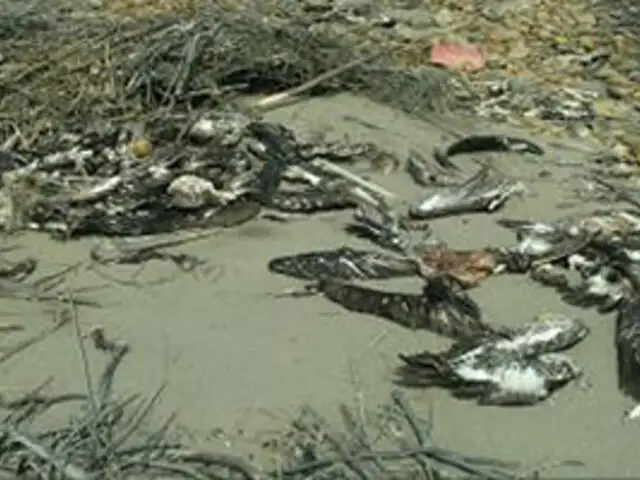 Se inició plan de contingencia por pelícanos muertos en Piura