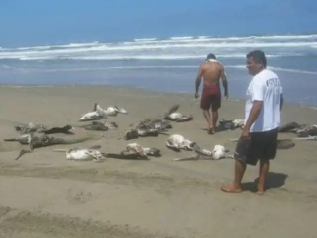 Trujillo: falta de alimento y parasitosis causaron muerte de pelícanos