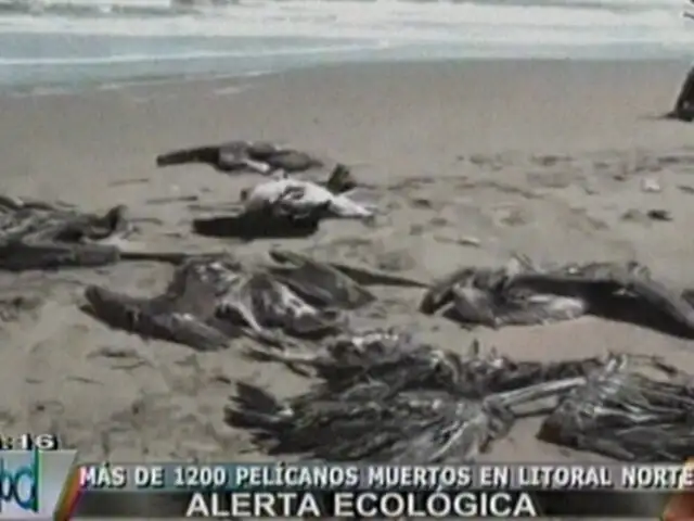 Encuentran más de 1.200 pelícanos muertos en playas del litoral norte