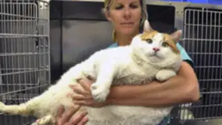 EEUU: murió “Miau”, el gato más gordo del mundo
